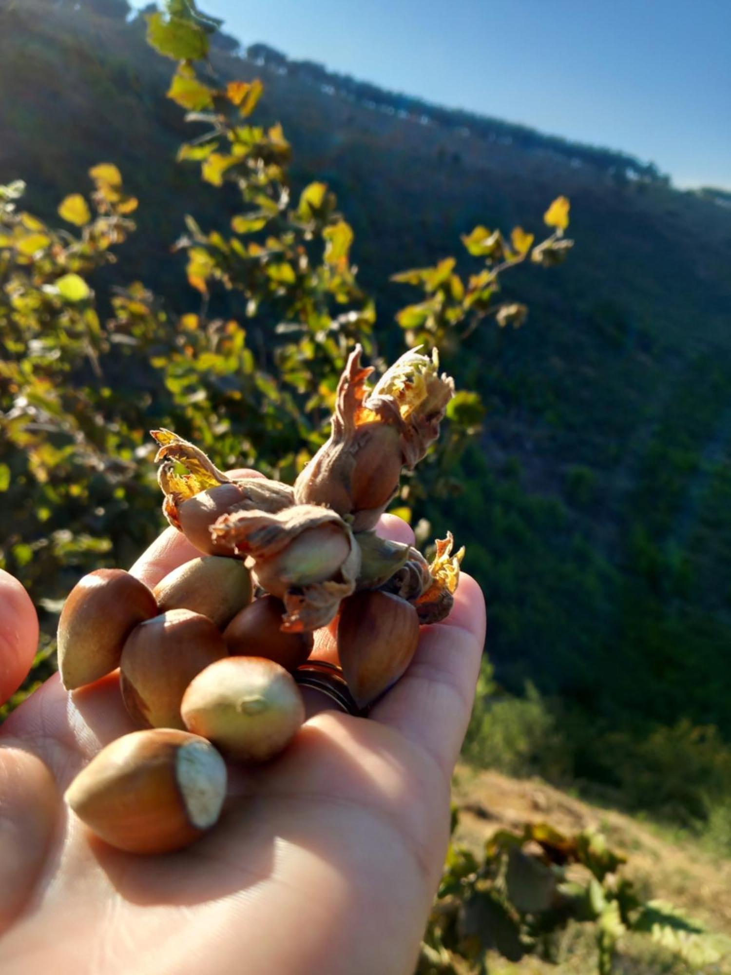Vila Dean Berat Dış mekan fotoğraf