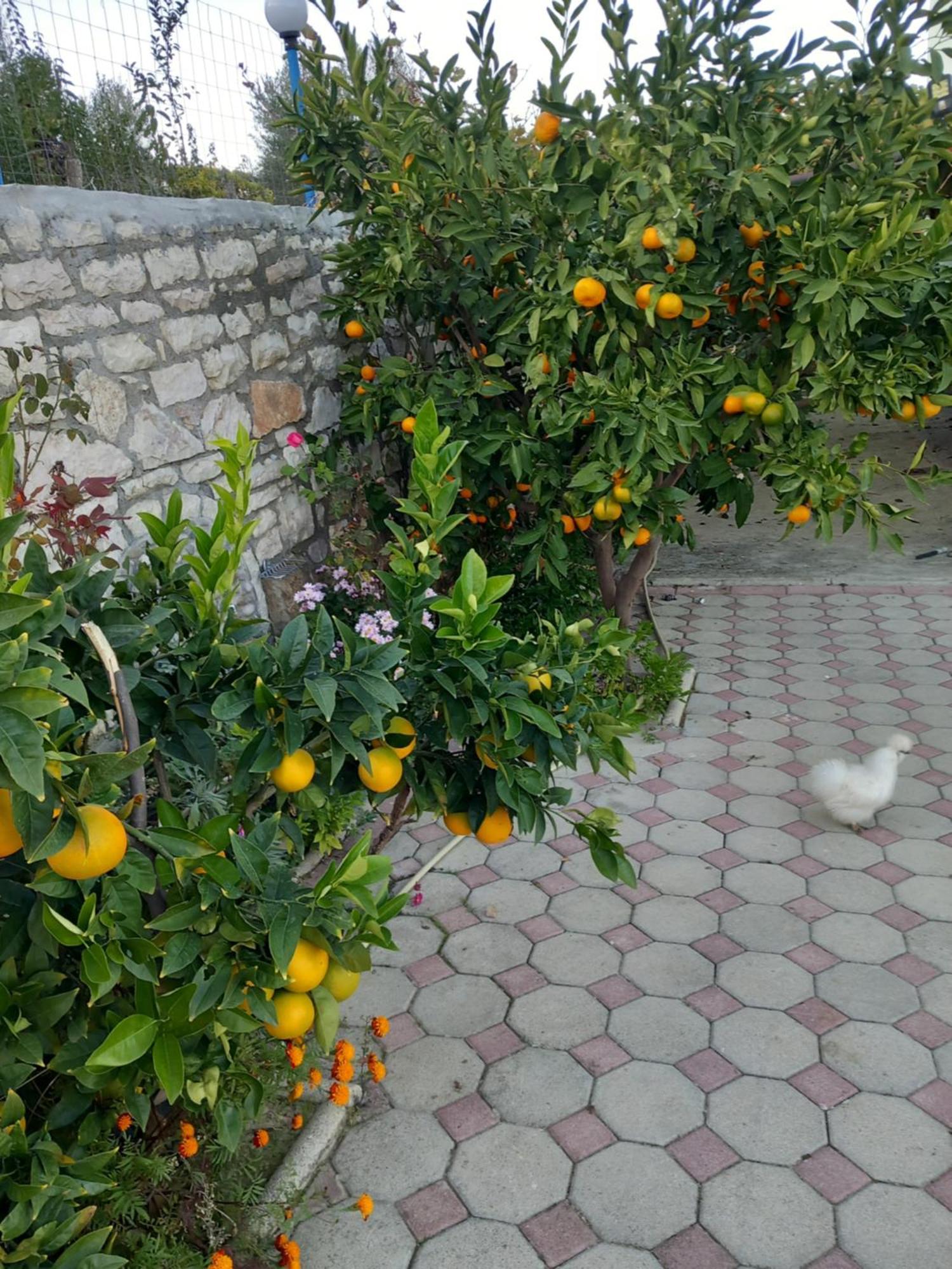 Vila Dean Berat Dış mekan fotoğraf